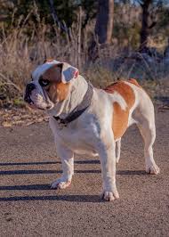 Producing a litter of pups places english bulldogs are more likely than other dogs to deal with certain health issues, so be aware of wait until your female bulldog is at least a year old and has gone through two heat cycles before you breed her. Australian Bulldogs Old Bulldogs