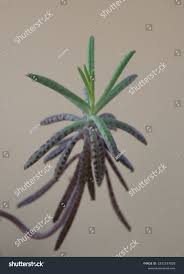 Image result for Bryophyllum tubiflorum