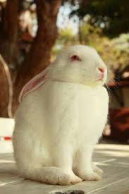  Pin By Lauren Leah On Bunnies Pet Rabbit Rabbit Names Cute Bunny Pictures
