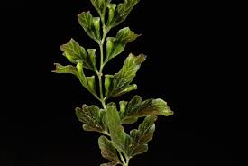 Image result for Polyphlebium