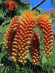 Image result for Colvillea