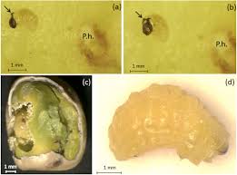 Image result for Cyperus breviradius