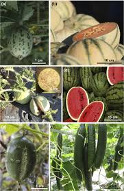 Image result for Cucurbitaceae