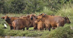 Undiscovered Congo Gorillas Wildlife Of The Rain Forest Congo Rainforest Safari Adventure Wildlife