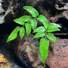 Image result for Coniogramme