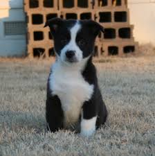 Australian Sheepdog Black And White Deuce Black White Male An Auggie Is 1 2 Pembroke Welsh Corgi 1 2 Mini Australian Shepherd For More Mini Australian Shepherds Corgi Pembroke Welsh Corgi