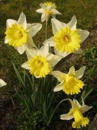 Poisonous Garden Plants Daffodils Lantana And Euphorbia Daffodils Plants Poisonous Plants