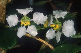 Image result for Malpighiaceae