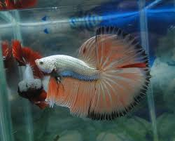 Beautiful Types Of Betta Fish With Amazing Pictures Betta Bettafish Betta Fish Types Betta Betta Fish