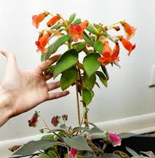 Image result for Kohleria