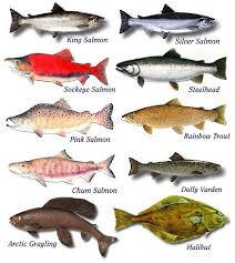 A Bounty Of Fresh Fish In The Summer Cheer For Omega 3 S Salmon Species Fish Alaskan Fish
