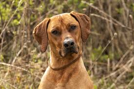 Welcome to the ujamaa rhodesian ridgeback web site! Rhodesian Ridgeback South African Prince Of Hounds Fetch Magazine