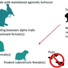 Maybe you would like to learn more about one of these? Contraceptive Strategy Iii Treated Dominant Male With Maintained Alpha Download Scientific Diagram