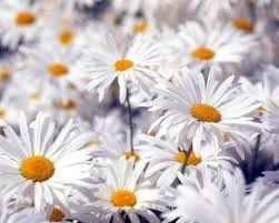 White flowers images with names and quote free download from our beautiful white flower image, photo, wallpaper and picture gallery to grace your room wall, desktop. 47 White Flowers Wallpapers On Wallpapersafari