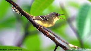 Perbedaan ciblek jantan dan betina yang masih muda ini harus diperhatikan secara seksama categories ciblek tags ciblek, ciblek anakan, perbedaan jantan dan betina 4 membedakan jantan betina ciblek gunung dan ciblek kebun dengan gambar. Ciri Ciri Jantan Betina Burung Ciblek Kebun Dan Ciblek Gunung Om Kicau