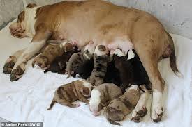 My dog is eating & drinking water. Bulldog Cali Two Gives Birth To Litter Of Twenty Puppies Over 24 Hours Daily Mail Online