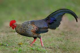 Eron Av Ve Sus Hayvanlari Ciftligi Eron Gamebirds And Ornamental Birds Farm Sulun Pheasant Keklik Partridge Bildircin Quail Turac Francolin Tavuskusu Peafowl Ordek Kaz Kugu Duck Geese Swan
