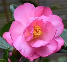 Camellia Taylor S Perfection Hoa