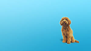 Sometimes your pup has specific needs and wags can craft a program in our facility, online, or in your home to create dramatic results, even if other training efforts have failed. Wags Pet Resort Linkedin