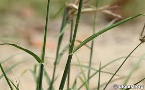 Image result for Chloris pilosa
