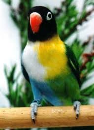  Love Bird Konslet Tergantung Karakter Si Burung Masterburungkicau Com African Lovebirds Pet Birds Beautiful Birds