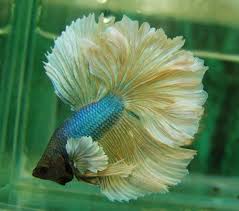 Pin On Fancy Bettas