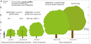 Entre 0,60cm et 100cm de distance sur le rang. Patrimoine Fruitier Biodimestica