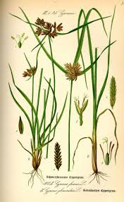 Image result for Cyperus maculatus