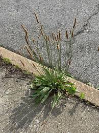 Image result for Cyathula lanceolata