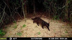 Kirk davies, jerry ellice, al gaja, lionel krukoff, diamond jim walker, rock harde, dale lindquist, tyler clingman, brady clingman, bruce clingman, dave schaefer Dark Long Tailed Wild Cats In Alabama And Florida Posts Facebook