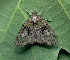 Image result for Cryphia algae