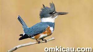 Tembakan Rapat Dan Mantap Burung Belted Kingfisher Om Kicau