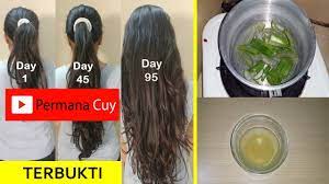 Ada 25 cara melebatkan rambut yang ampuh dan tanpa efek samping berbahaya. Cara Cepat Menumbuhkan Rambut Dengan Lidah Buaya Youtube