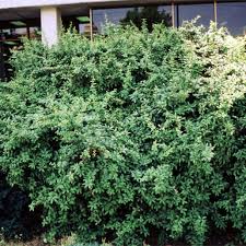 Image result for Berberis julianae