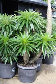 Image result for Pachycarpus eximius