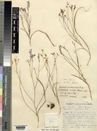 Image result for Afrosolen coeruleus