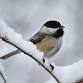 ERNC | Jr. Naturalist "Winter Bird Feeding" event in Eagle River, AK