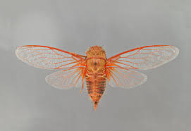 Once off the ground, cicadas shed their skins to try and survive being eaten before moving onto the mating phase to create the next cycle of brood x cicadas. 7 Things You Didn T Know About Cicadas University Of Arizona News