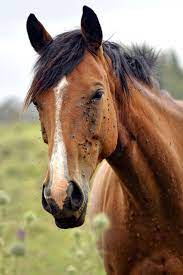 Top 7 Insects Found At The Barn How To Protect Your Horse