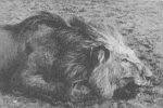 Entre marzo y diciembre de 1898 una pareja de leones mataron y devoraron a más de treinta trabajadores de las obras de construcción de un su historia ha dado lugar a varios libros y hasta tres películas en las que los llamados devoradores de hombres de tsavo aparecen como demonios. Los Leones De Tsavo Revista Volar Y Mas Con Canaryfly