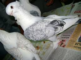 turkiye de yetisen guvercinler pigeon