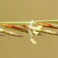 Image result for Pogonarthria