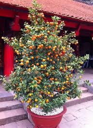 La Culture De L Abricotier En Pot Plantes Et Jardin De Ville Jardinage En Pots Jardin Fruitier Idees Jardin