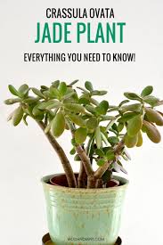 How to care for a jade plant. Jade Plant Succulent How To Grow And Care For Your Indoor Jade Plant