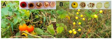 Image result for Solanum aculeatissimum