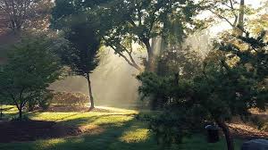 Low Maintenance Garden Design