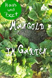 Mangold Das Gesunde Blattgemuse Im Winter In 2020 Gemusegarten Anlegen Gemuse Anbauen Garten Anlegen