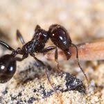 Ready to hire desired completion date: Lake Worth Pest Logic
