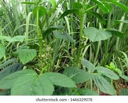 Image result for Cyamopsis