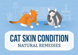 Natural topical remedies for hot spots: Cat Skin Conditions Natural Remedies Canna Pet